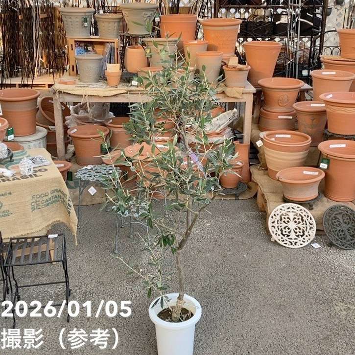オリーブ チプレッシーノ 7号｜花木04-PA | 果樹 | 赤塚植物園
