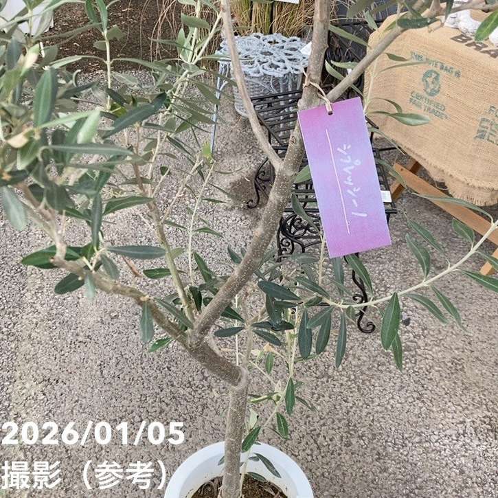 オリーブ チプレッシーノ 7号｜花木04-PA | 果樹 | 赤塚植物園