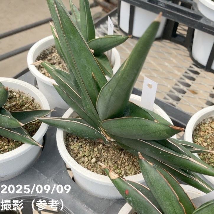 充実株＞サンスベリア 4号 サワディー Sawasdee 白プラ鉢仕様｜観葉02