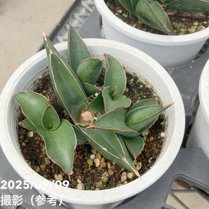 充実株＞サンスベリア 4号 サワディー Sawasdee 白プラ鉢仕様｜観葉02