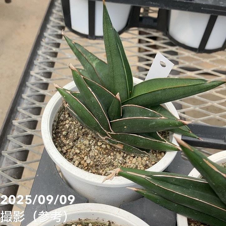 充実株＞サンスベリア 4号 サワディー Sawasdee 白プラ鉢仕様｜観葉02