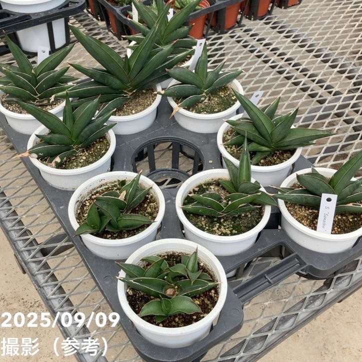 充実株＞サンスベリア 4号 サワディー Sawasdee 白プラ鉢仕様｜観葉02