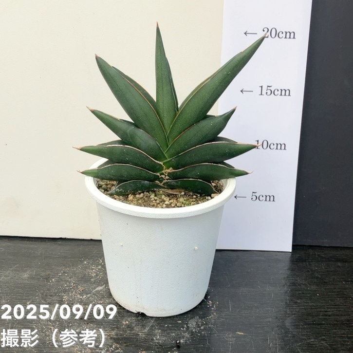 充実株＞サンスベリア 4号 サワディー Sawasdee 白プラ鉢仕様｜観葉02