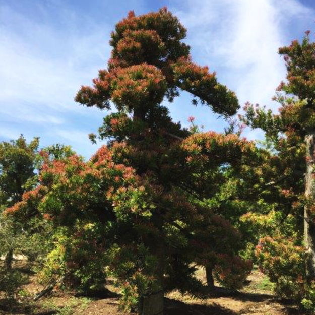 赤芽イヌマキ 匝瑳(そうさ) 5号｜花木10-TU | 花木・庭木 | 赤塚植物園