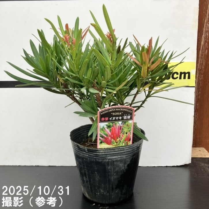 カンナ 福三郎 赤樫台 カンナ 福三郎 赤樫台