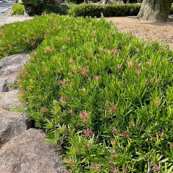 赤芽イヌマキ 匝瑳(そうさ) 5号｜花木10-TU | 花木・庭木 | 赤塚植物園