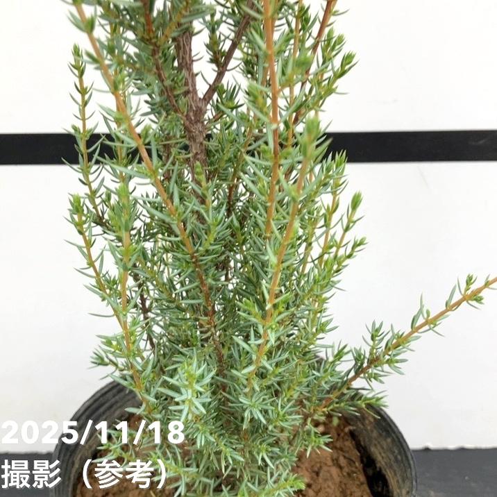 コニファー立性 センチネル 5号|花木10-TU