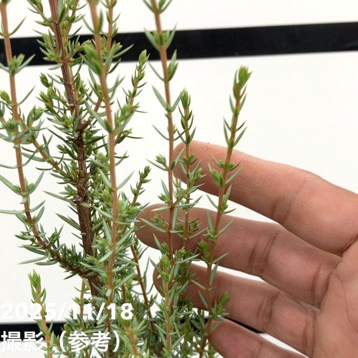 コニファー立性 センチネル 5号｜花木10-TU | 花木・庭木,[垣根