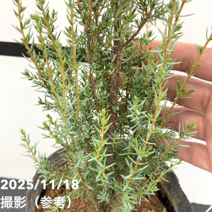 コニファー立性 センチネル 5号|花木10-TU