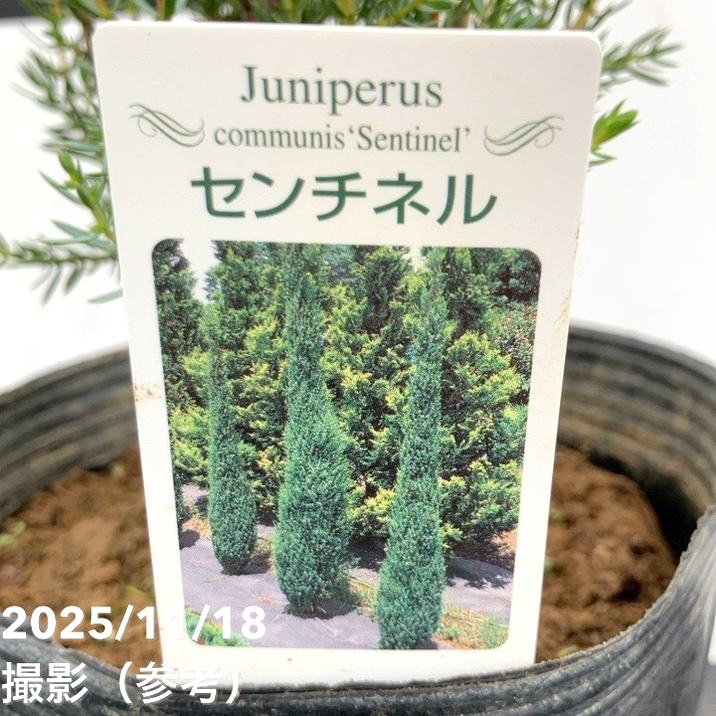 コニファー立性 センチネル 5号|花木10-TU