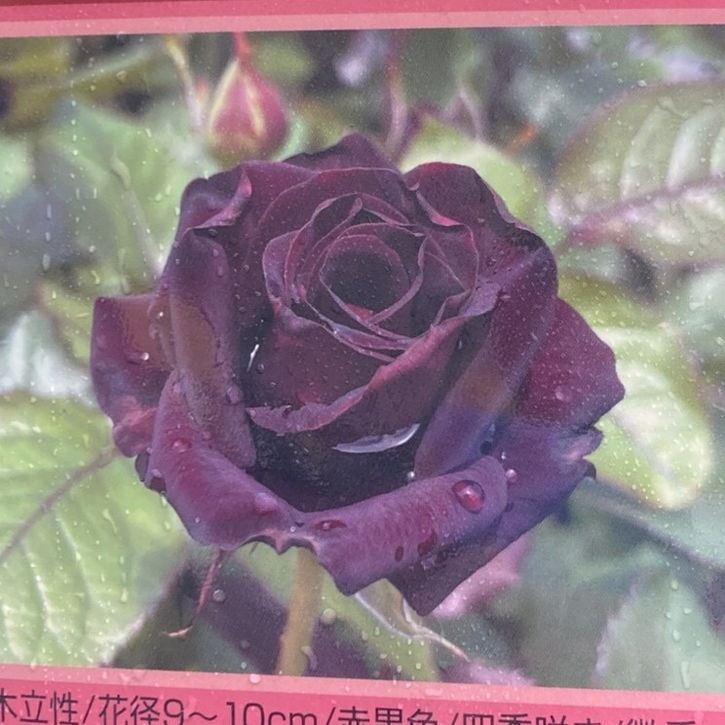 ☆ お召 薔薇の花模様 黒色 しつけ糸 K-5060 バラ大苗 ビターカヌレ 7号 京阪園芸｜花木04-PA | 花木・庭木,バラ