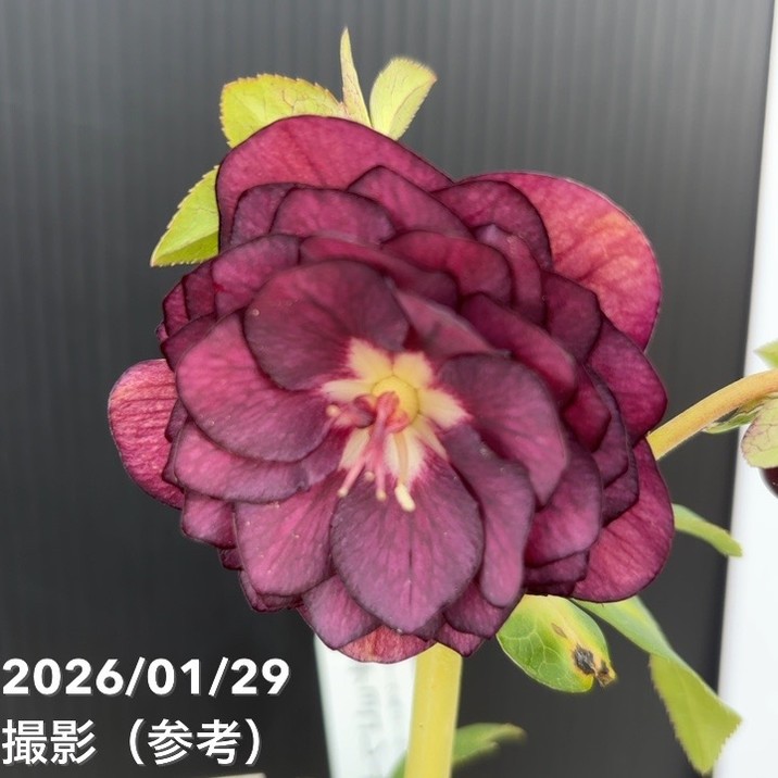 お買い得一点物咲き進み株】加藤農園 ダーク系ゴールドクリスマス