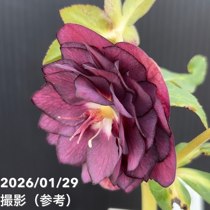 一点物】加藤農園 ダーク系ゴールドクリスマスローズ チョコレート