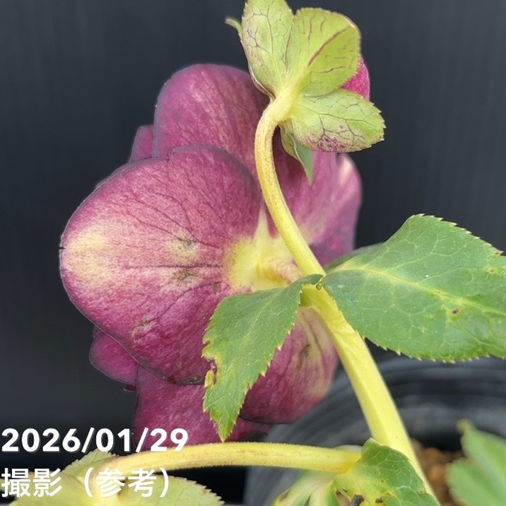 一点物】加藤農園 ダーク系ゴールドクリスマスローズ チョコレート