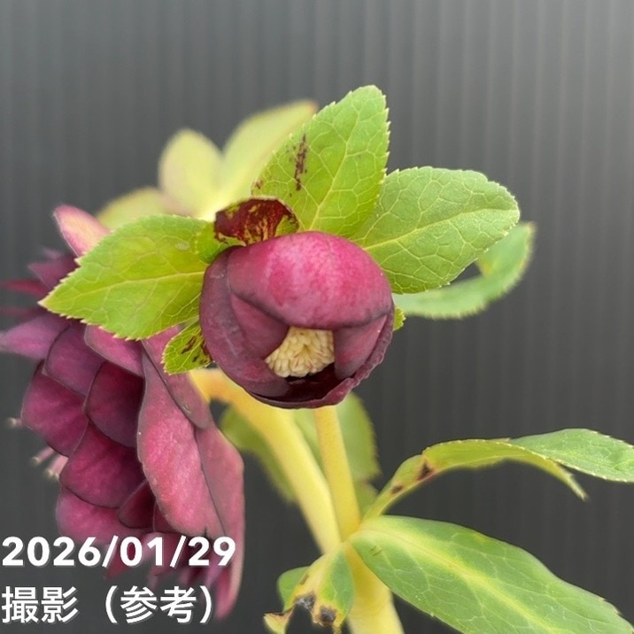 一点物】加藤農園 ダーク系ゴールドクリスマスローズ チョコレート