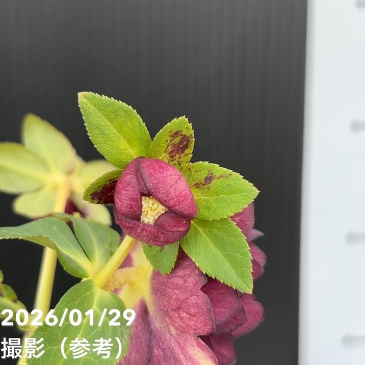 お買い得一点物咲き進み株】加藤農園 ダーク系ゴールドクリスマス