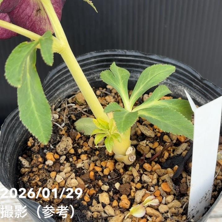 一点物】加藤農園 ダーク系ゴールドクリスマスローズ チョコレート