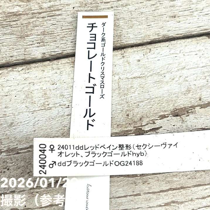 お買い得一点物咲き進み株】加藤農園 ダーク系ゴールドクリスマス
