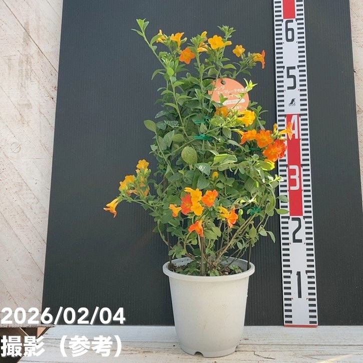 激レア　花柄　古いマーマレードジャー マーマレードの木 5号｜花木04-PA | すべての商品 | 赤塚植物園