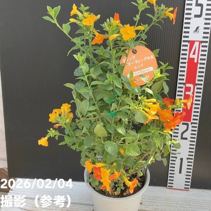 マーマレードの木 5号｜花木04-PA | すべての商品 | 赤塚植物園
