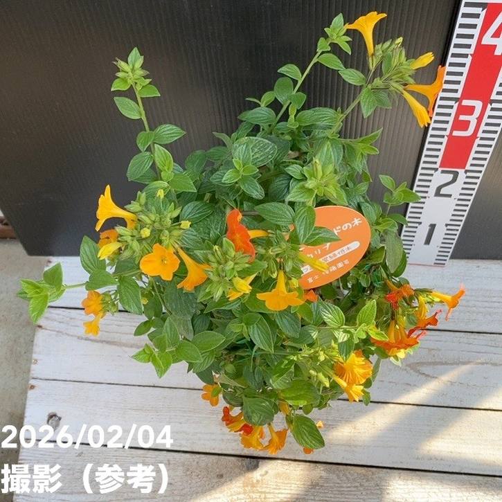 マーマレードの木 5号｜花木04-PA | すべての商品 | 赤塚植物園