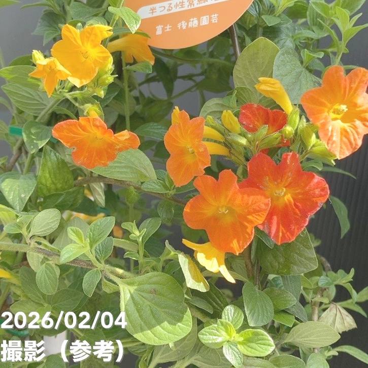 激レア　花柄　古いマーマレードジャー マーマレードの木 5号｜花木04-PA | すべての商品 | 赤塚植物園