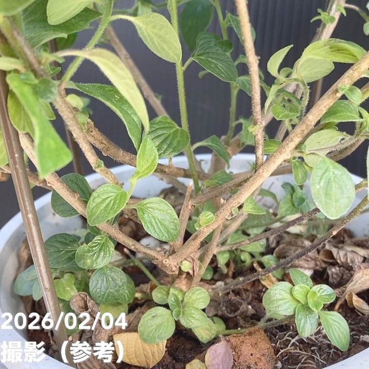 マーマレードの木 5号｜花木04-PA | すべての商品 | 赤塚植物園