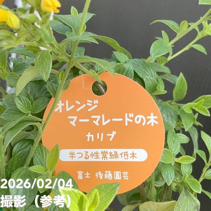 マーマレードの木 5号｜花木04-PA | すべての商品 | 赤塚植物園
