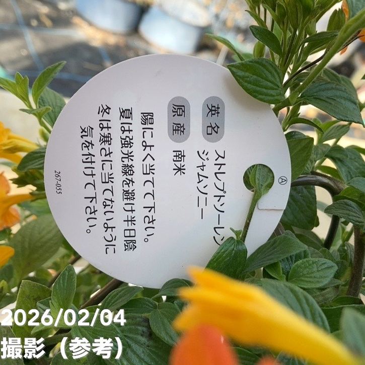 激レア　花柄　古いマーマレードジャー マーマレードの木 5号｜花木04-PA | すべての商品 | 赤塚植物園