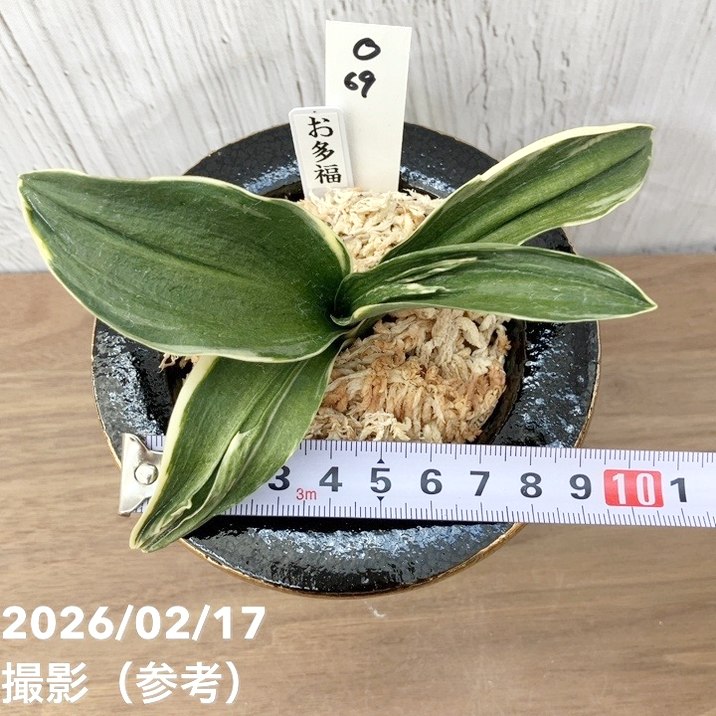 現品お届け】豊明園 万年青 オモト お多福（おたふく）錦鉢（O69