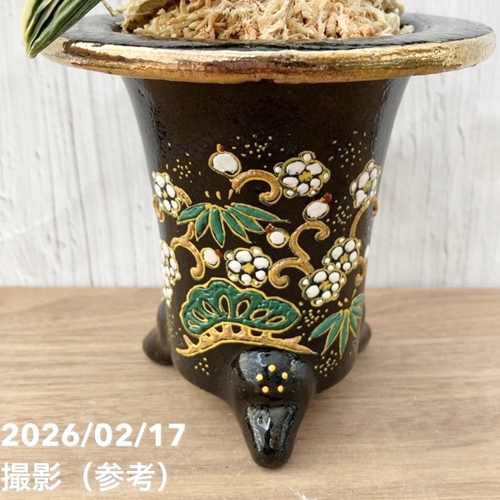 現品お届け】豊明園 万年青 オモト お多福（おたふく）錦鉢（O69
