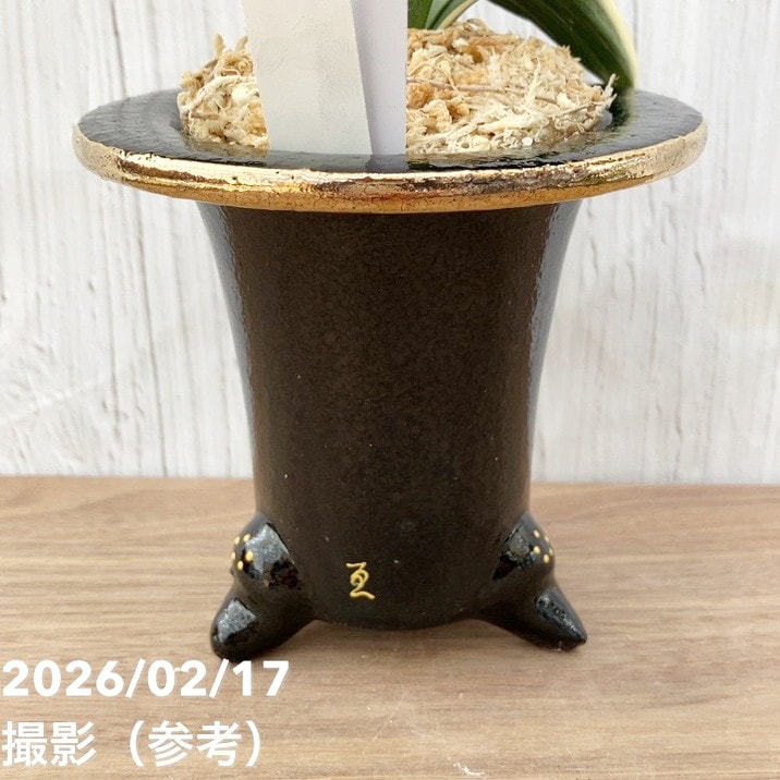 現品お届け】豊明園 万年青 オモト お多福（おたふく）錦鉢（O69