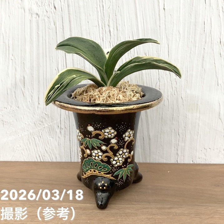 万年青鉢/オモト鉢/錦鉢/金彩/盆栽/蘭 高さ・直径約12cm（4） 現品お届け】豊明園 万年青 オモト お多福（おたふく）錦鉢（O69