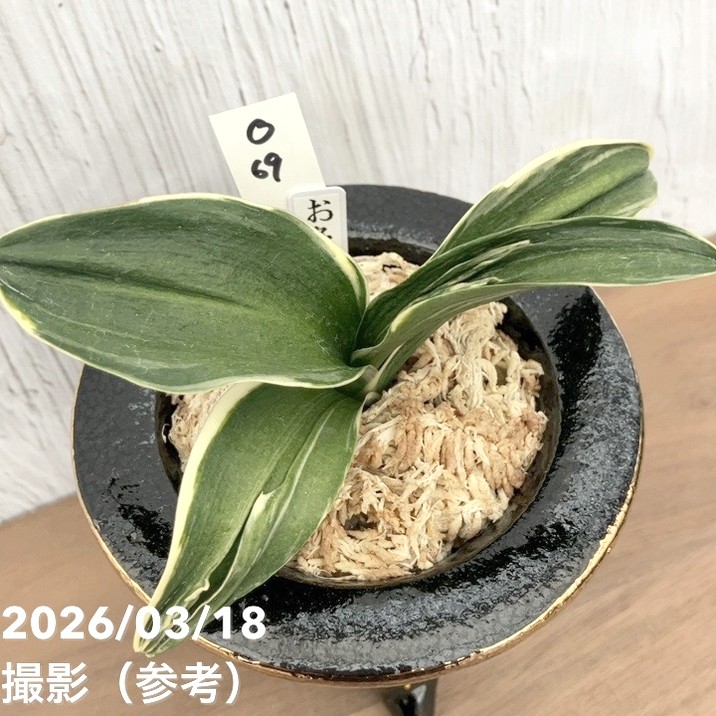 現品お届け】豊明園 万年青 オモト お多福（おたふく）錦鉢（O69