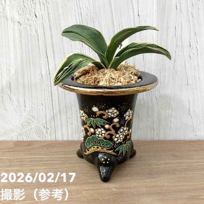 現品お届け】豊明園 万年青 オモト お多福（おたふく）錦鉢（O69