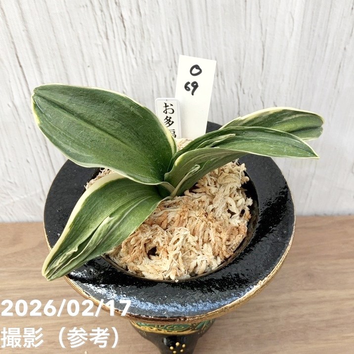 現品お届け】豊明園 万年青 オモト お多福（おたふく）錦鉢（O69