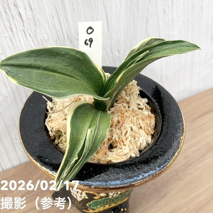 現品お届け】豊明園 万年青 オモト お多福（おたふく）錦鉢（O69