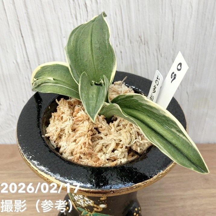 現品お届け】豊明園 万年青 オモト お多福（おたふく）錦鉢（O69