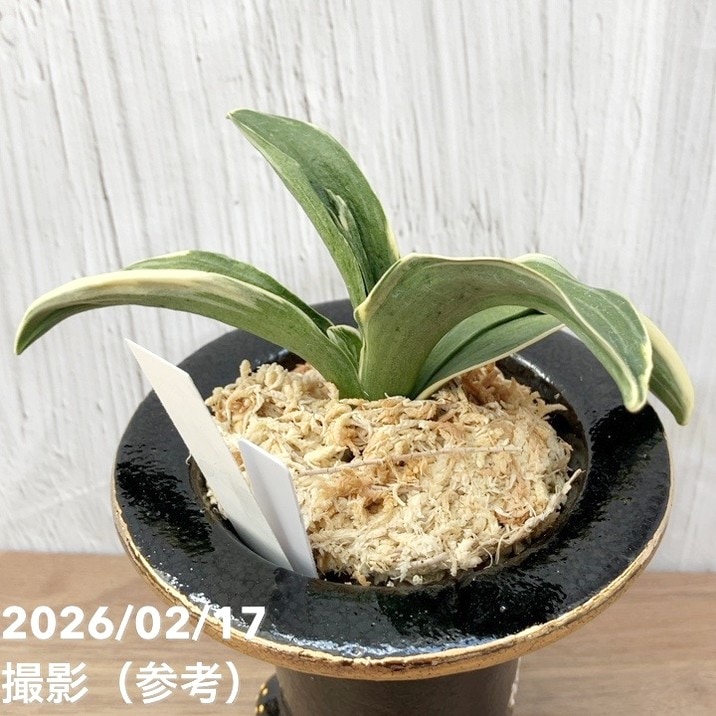 現品お届け】豊明園 万年青 オモト お多福（おたふく）錦鉢（O69