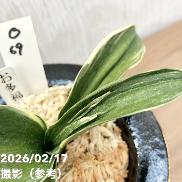 現品お届け】豊明園 万年青 オモト お多福（おたふく）錦鉢（O69