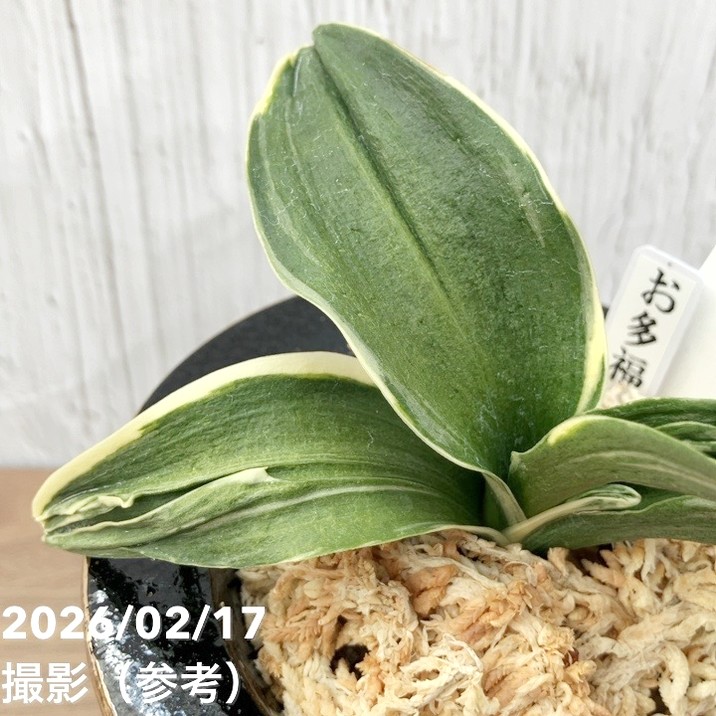 現品お届け】豊明園 万年青 オモト お多福（おたふく）錦鉢（O69