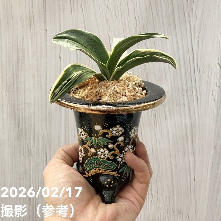 現品お届け】豊明園 万年青 オモト お多福（おたふく）錦鉢（O69