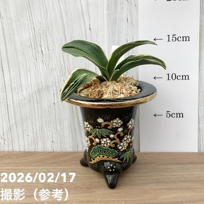 現品お届け】豊明園 万年青 オモト お多福（おたふく）錦鉢（O69