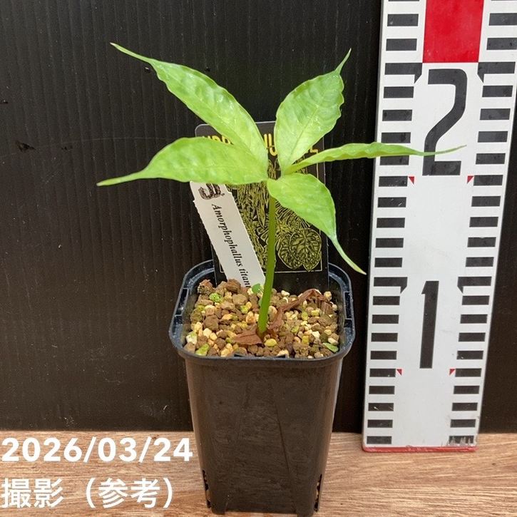 ショクダイオオコンニャク Amorphophallus titanum 3号ロング｜観葉04