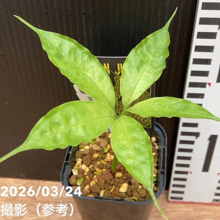 ショクダイオオコンニャク Amorphophallus titanum 3号ロング｜観葉04