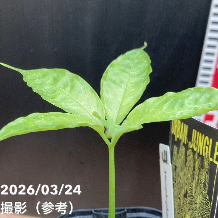 ショクダイオオコンニャク Amorphophallus titanum 3号ロング｜観葉04
