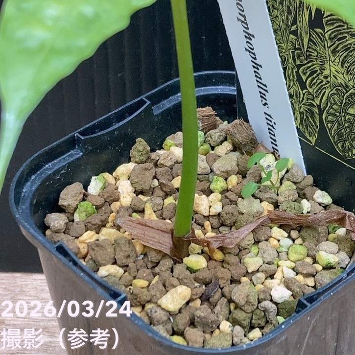 ショクダイオオコンニャク Amorphophallus titanum 3号ロング｜観葉04
