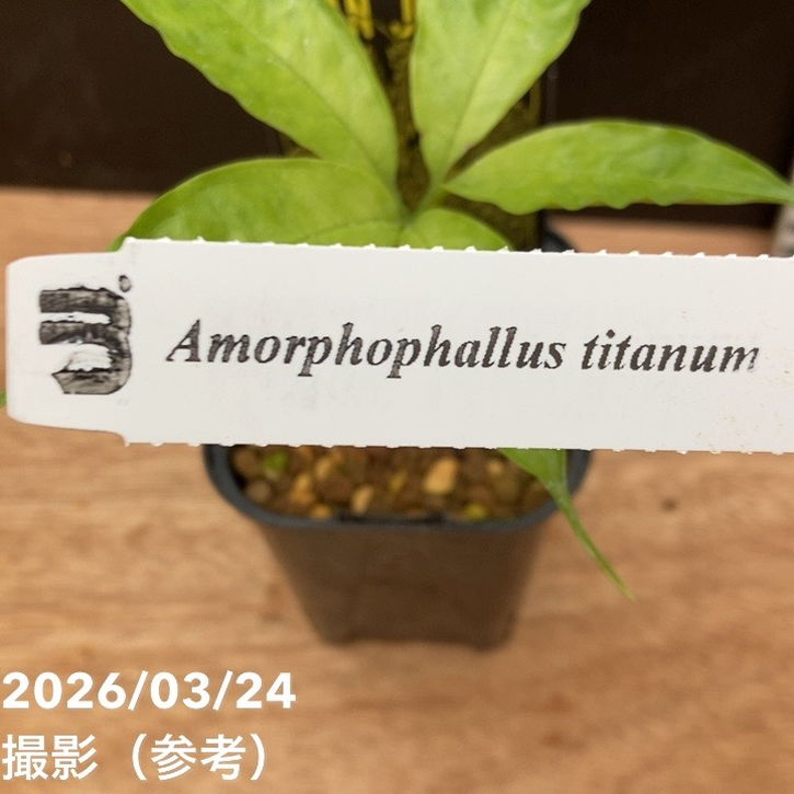 ショクダイオオコンニャク Amorphophallus titanum 3号ロング｜観葉04