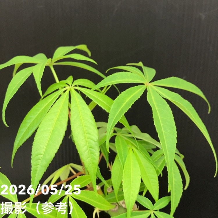トックリキワタ 3.5号｜花木10-TU | 花木・庭木 | 赤塚植物園