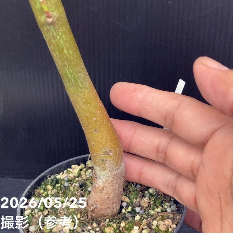 トックリキワタ 3.5号｜花木10-TU | 花木・庭木 | 赤塚植物園
